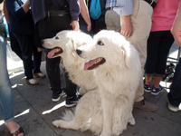 Singlereise Sardinien - Frühlingsfest Vavalcata Sarda in Sassari