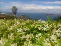 Castillo Aragones mit Blumen