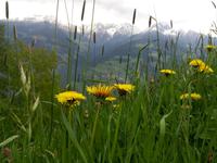 Die Berge im Hintergrund