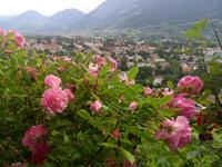 Die Blumen von Meran