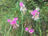Wanderung von Monterosso nach Vernazza