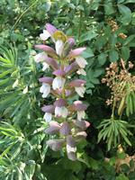 Wanderung auf der Insel Palmaria