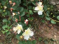 Wanderung von San Fruttuoso nach Portofino - Kapernblüte