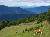 Wandern in Südtirol (Italien) – Dolomiten Wanderreise in Sterzing Astjoch – Sellajoch – Seiser Alm – Gemeinschaftsalm Fane – Burkhardtsklamm – Ratschinger Almenweg – Tatschsp (14)