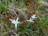 Wandern in Südtirol (Italien) – Dolomiten Wanderreise in Sterzing Astjoch – Sellajoch – Seiser Alm – Gemeinschaftsalm Fane – Burkhardtsklamm – Ratschinger Almenweg – Tatschsp (107)