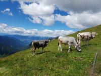 Wandern in Südtirol (Italien) – Dolomiten Wanderreise in Sterzing Astjoch – Sellajoch – Seiser Alm – Gemeinschaftsalm Fane – Burkhardtsklamm – Ratschinger Almenweg – Tatschsp (112)