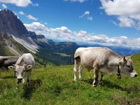 Wandern in Südtirol (Italien) – Dolomiten Wanderreise in Sterzing Astjoch – Sellajoch – Seiser Alm – Gemeinschaftsalm Fane – Burkhardtsklamm – Ratschinger Almenweg – Tatschsp (113)
