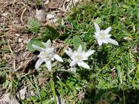 Wandern in Südtirol (Italien) – Dolomiten Wanderreise in Sterzing Astjoch – Sellajoch – Seiser Alm – Gemeinschaftsalm Fane – Burkhardtsklamm – Ratschinger Almenweg – Tatschsp (418)