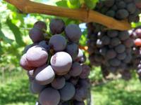 Weintrauben