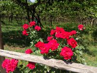 Die Blumen unterwegs