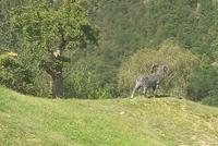 Neben dem Schloss Juval