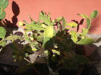 Phlegräische Felder