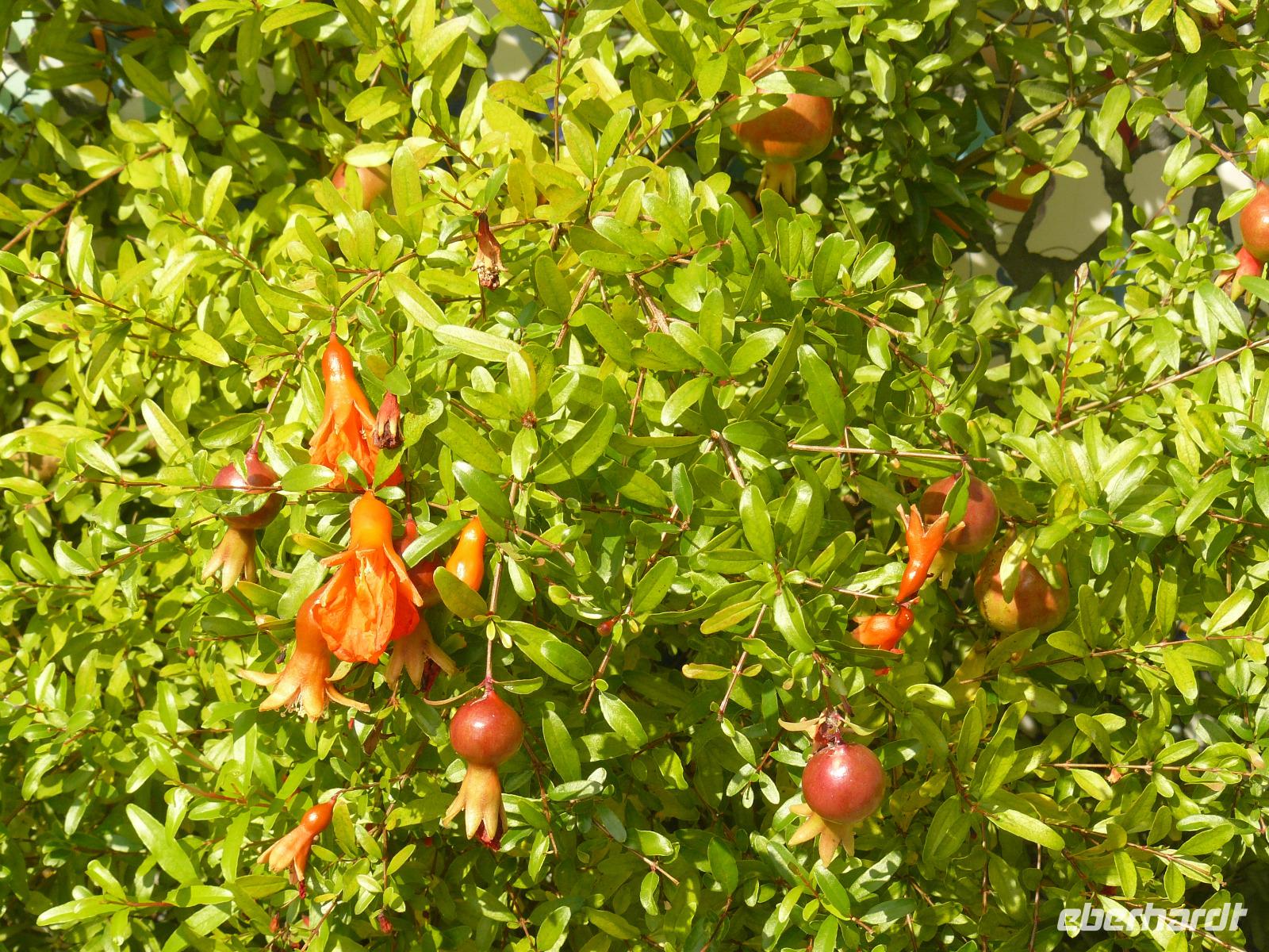 Granatäpfel im September in Minori