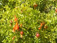 Granatäpfel im September in Minori