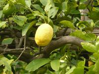 Zitronen im September in Amalfi