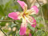 Florettseidenbaum in Positano im September