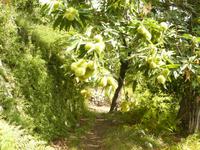 Esskastanien im Valle delle Ferriere 3