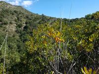 Italien, Cilento, Erdbeerbaum