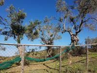 Italien, Cilento, Olivenhain