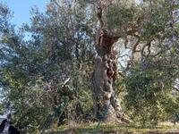 Italien, Cilento, Olivenbaum