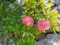 Italien, Cilento, Granatäpfel