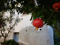 Italien, Cilento, Canniccio