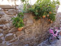 Italien, Cilento, Pollica, Granatäpfel