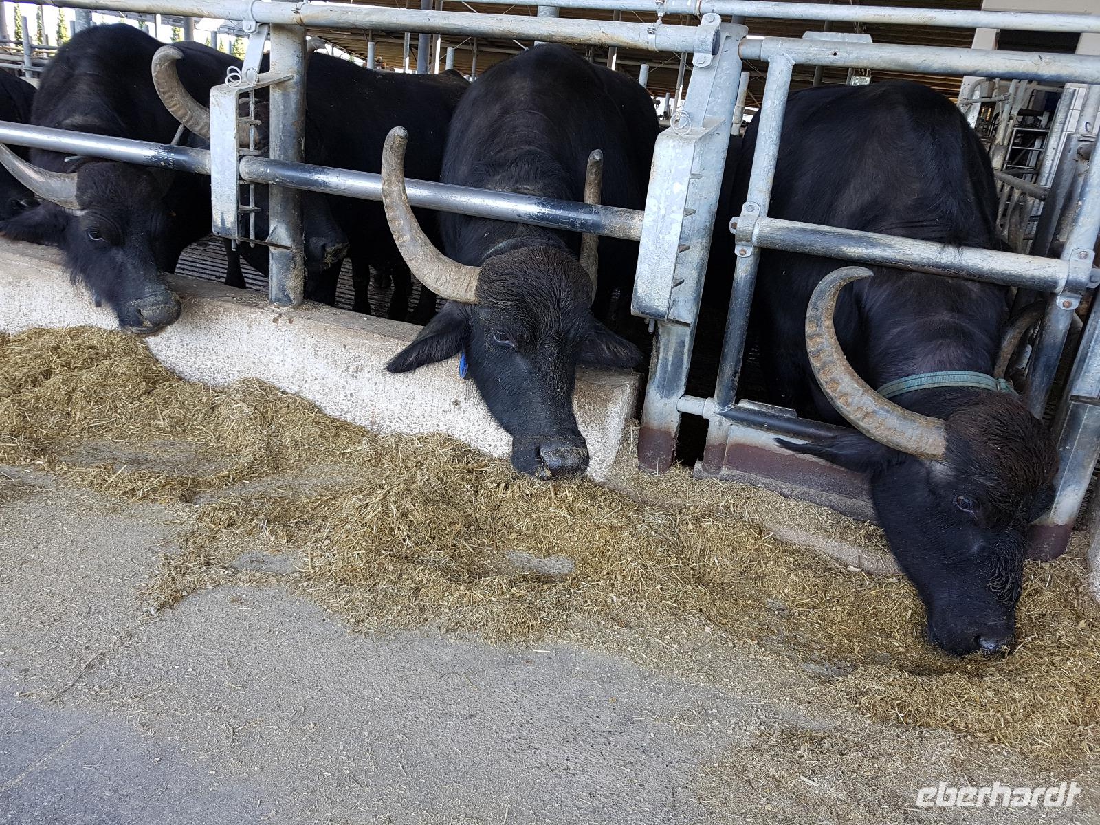 Italien, Paestum, Büffelfarm Vannulo