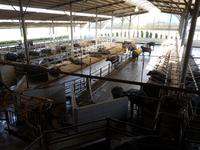 Italien, Paestum, Büffelfarm Vannulo