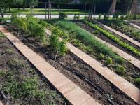 Italien, Paestum, Büffelfarm Vannulo