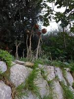 Italien, Wanderung zur Punta Campanella, abgetrocknete Artischocken