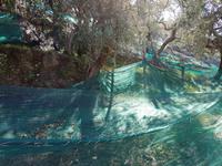 Italien, Wanderung zur Punta Campanella