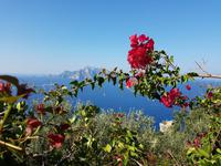 Italien, Wanderung zur Punta Campanella, Bougainvilla