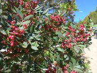 Italien, Cilento, Mastix Strauch