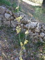 Italien, wilder fenchel