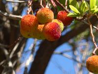 Italien, Cilento, Erdbeerbaum