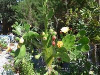 Italien, Cilento, Feigenkaktur