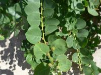 Italien, Cilento, Kapernpflanze