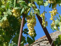 Italien, Cilento, Pollica, Wein