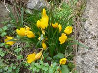 Italien, Cilento, Herbstkrokusse