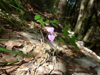 Italien, Cilento, Alpenveilchen