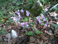 Italien, Cilento, Alpenveilchen