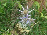 Italien, Cilento, Silberdistel