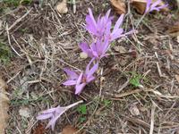 Italien, Cilento, Herbstzeitlose