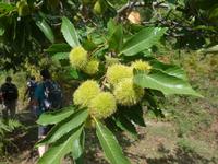 Italien, Cilento, Eßkastanien