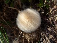 Italien, Cilento, Distel