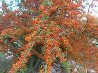 Italien, Cilento, Sanddorn