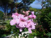 Italien, Capri, Jersey Lilie