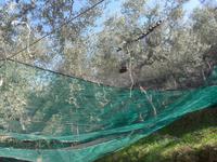 Italien, Olivenernte