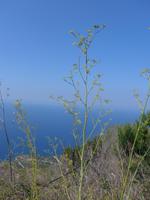 Italien, wilder fenchel